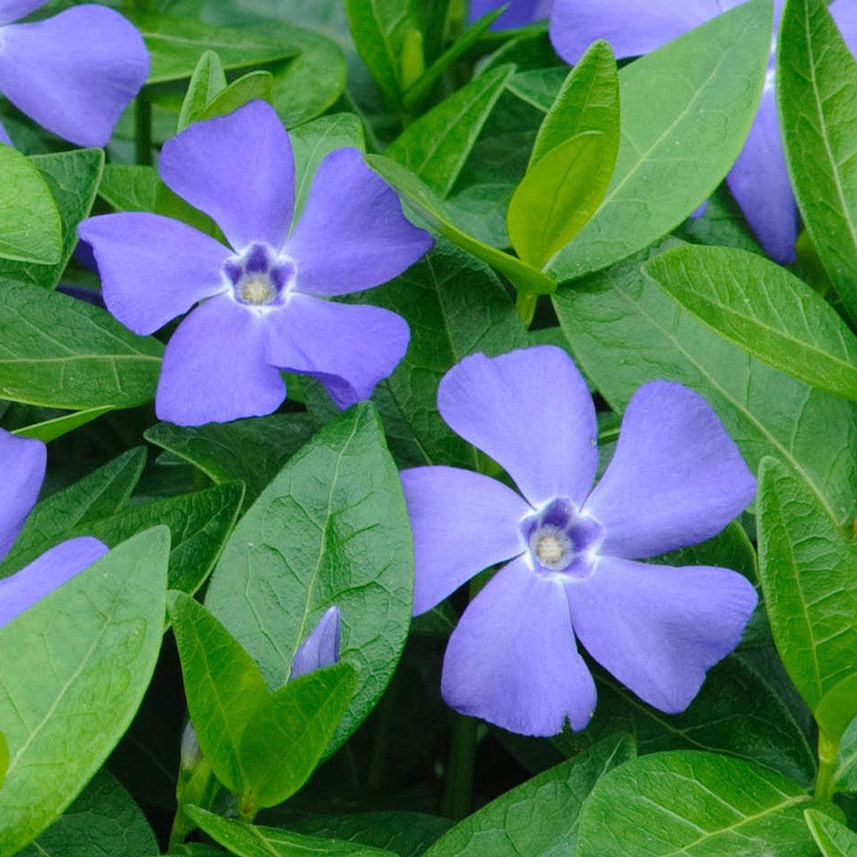 Blue Vinca Flower seeds for Planting Perfect for Borders Heirloom & GMO Free Seeds for Home Garden Sale