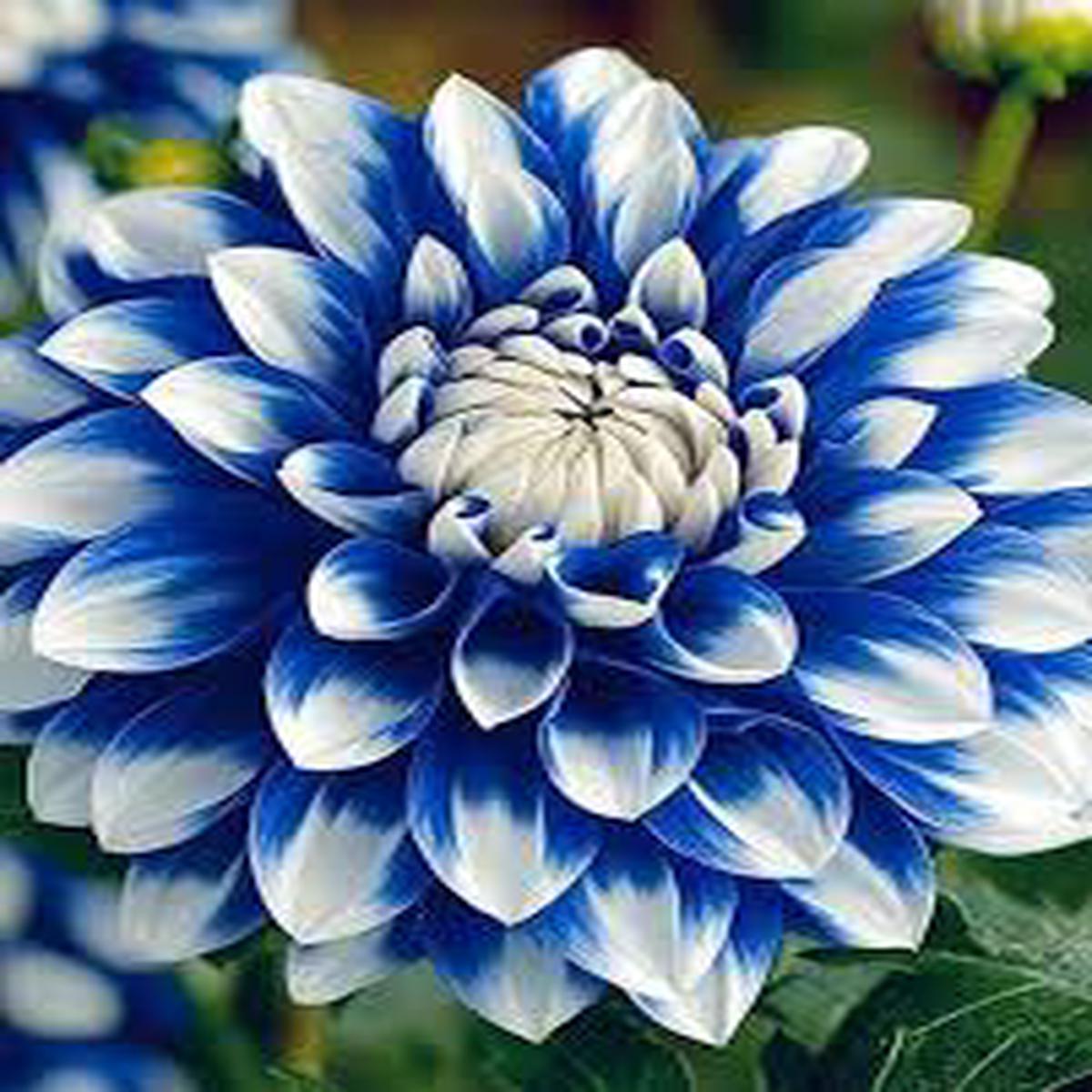 Blue White Dahlia Flower Seeds for Planting Garden Favorite, Heirloom, Non-GMO, High Germination Organic Garden Seeds