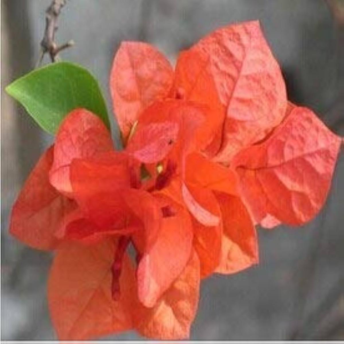Bougainvillea Bougainvillea spp. Seeds for Planting – Ideal for Urban Garden & Flower Bed
