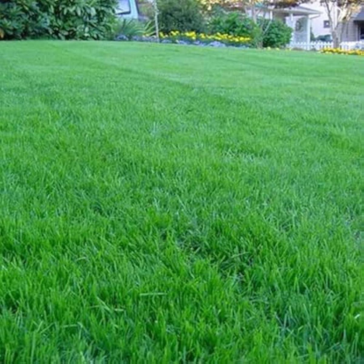 Broomsedge Grass Seeds, , Home Garden