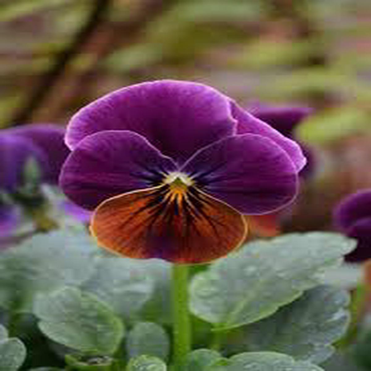 Brown Violet Pansy Flower Seeds for Planting 100 pcs  Heirloom, Non-GMO, High Germination Organic Garden Seeds