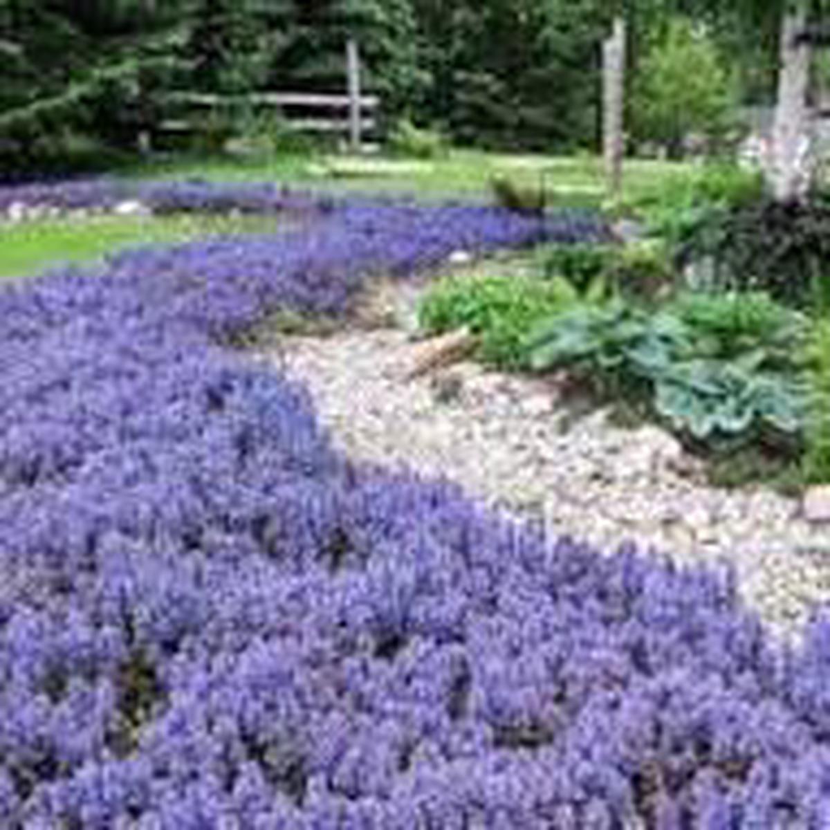 Bugle Flower Seeds for Planting  Hardy Variety Heirloom, Non-GMO, High Germination Organic Garden Seeds