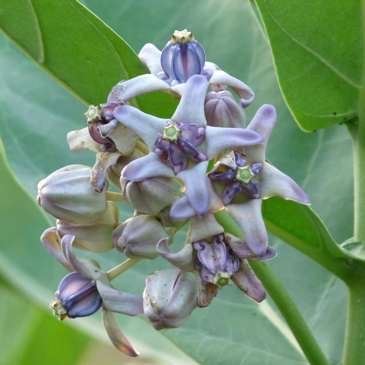 Calotropis Gigantea Flower Seeds for Planting  Heirloom, Non-GMO, Drought-Tolerant