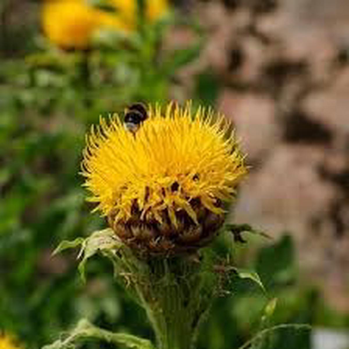 Centaurea Moschata Flower Seeds for Planting  Drought Tolerant, Heirloom, Non-GMO, High Germination Organic Garden Seeds