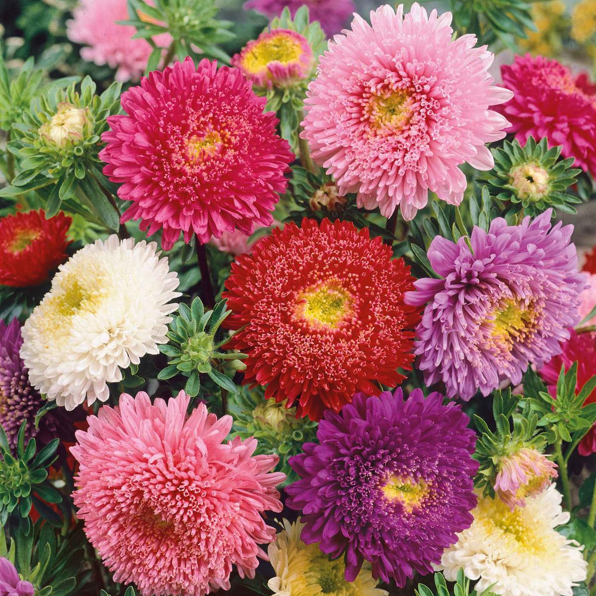 China Aster Seeds – Powderpuff Mix
