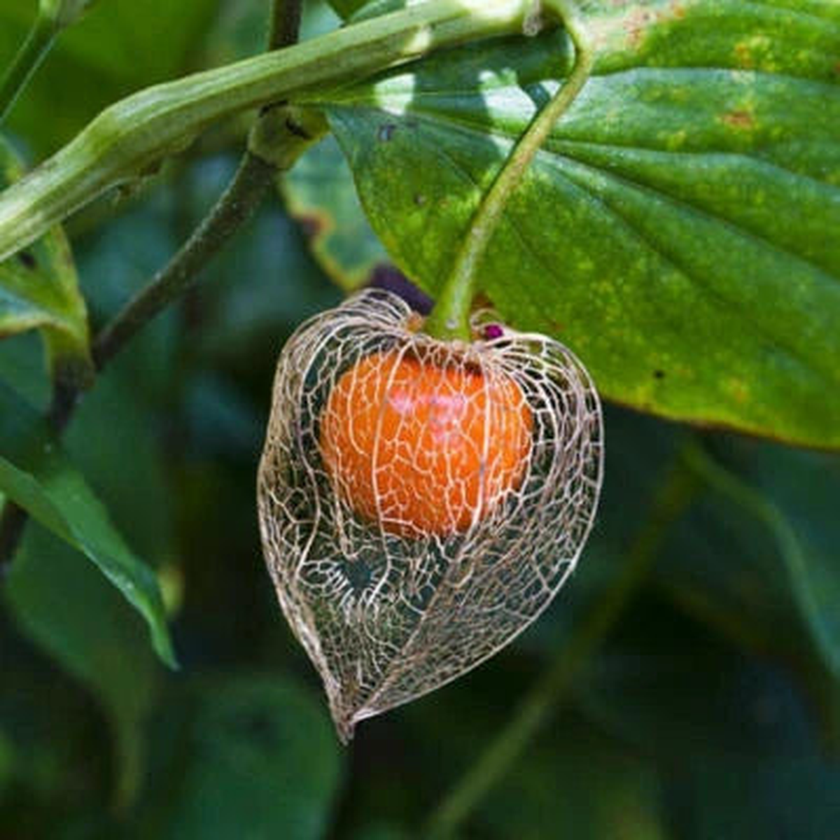 Chinese Lantern Seeds  Orange Seed Pods, Heirloom & Non-GMO