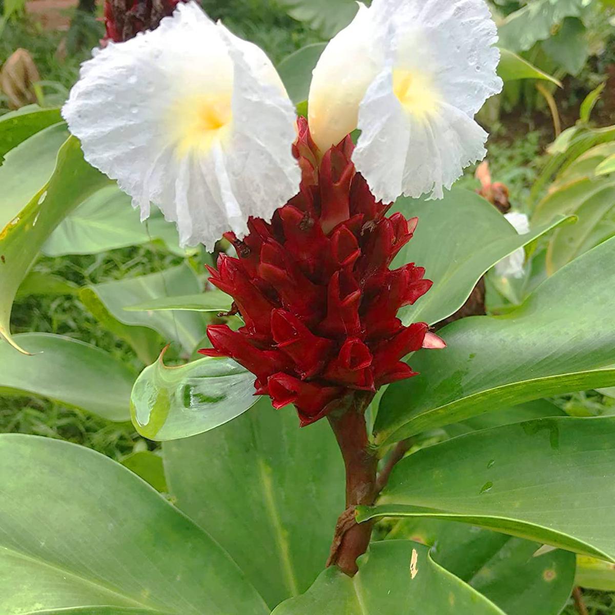Costus Speciosus Flower Seeds for Planting  Heirloom, Non-GMO & High Germination Garden Seeds