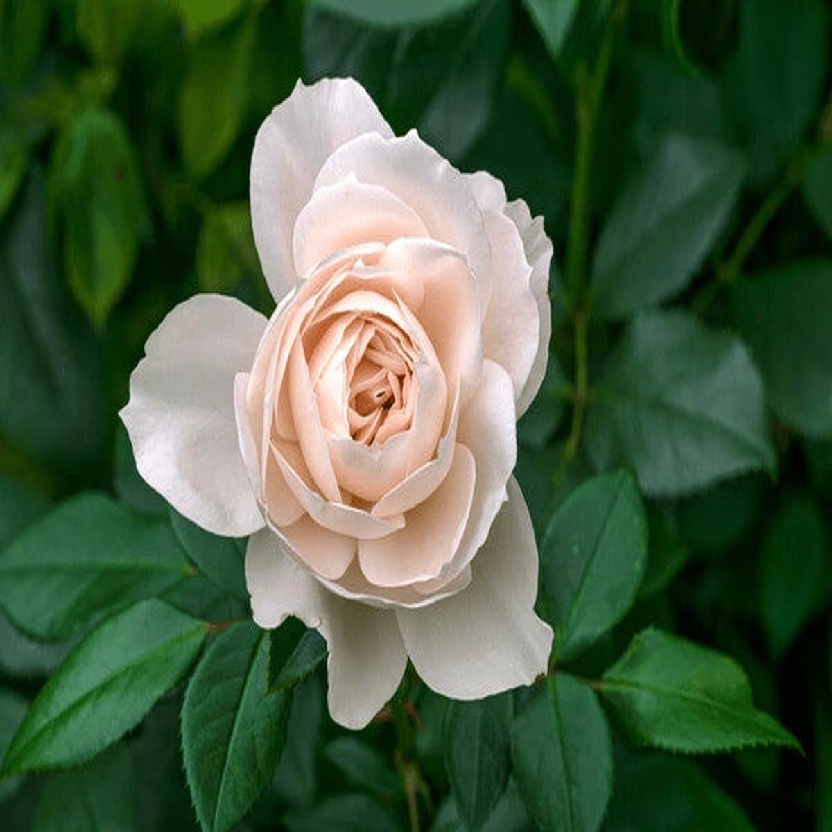 Cream Dragon Rose Flower Seeds for Planting Heirloom Non-GMO, High Germination Organic Garden Seeds