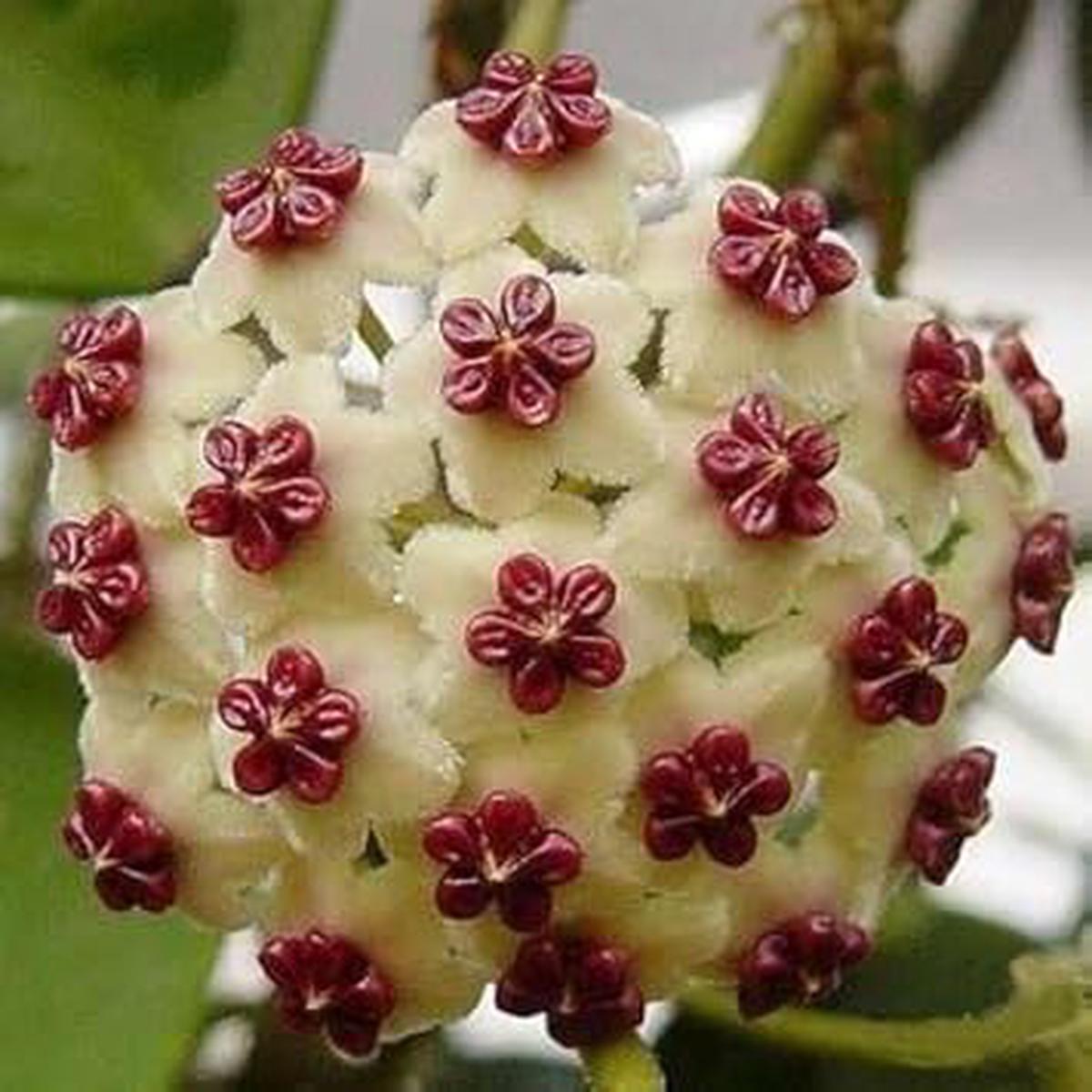 Cream Hoya Flower Seeds for Planting | Heirloom Non-GMO Organic Garden Seeds | High Germination Indoor & Outdoor Blooms