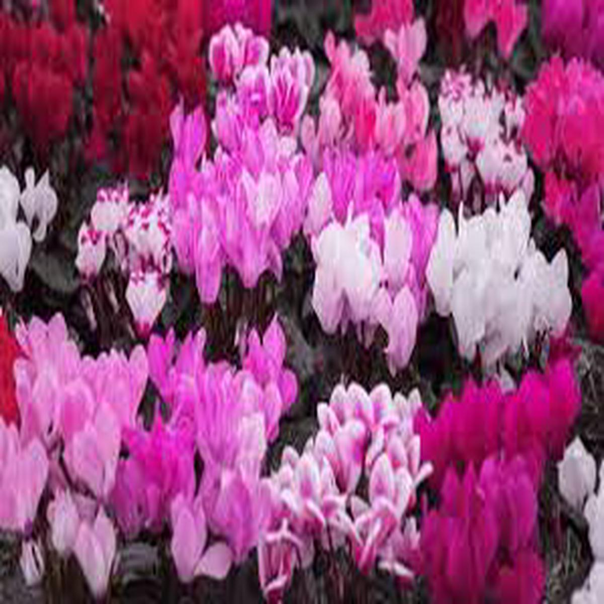 Cyclamen Light Pink Flower Seeds for Planting Heirloom, Non-GMO, High Germination Organic Garden Seeds (100pcs)