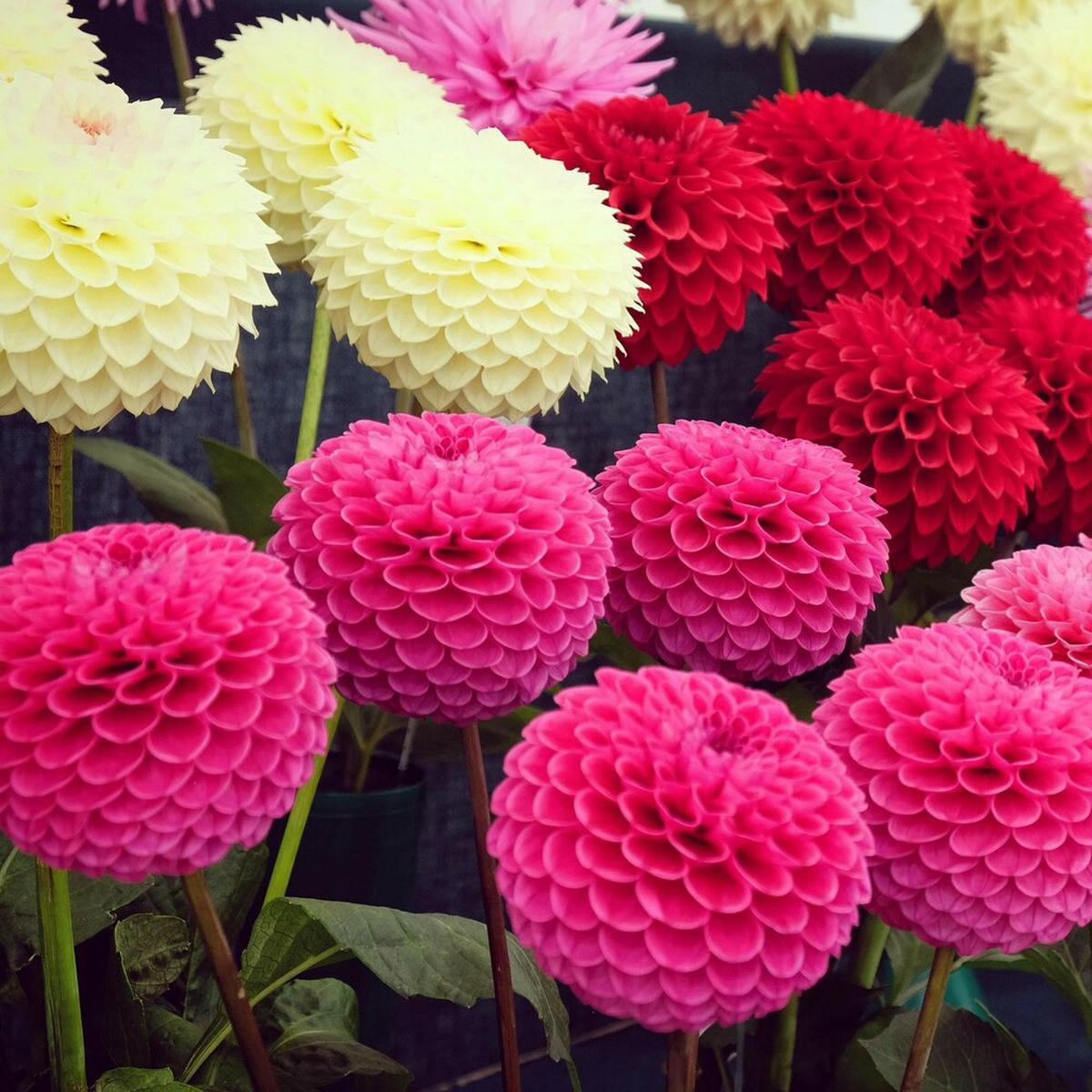 Dahlia Flower Seeds for Planting  Heirloom, Non-GMO, Easy to Grow, Annual Blooms