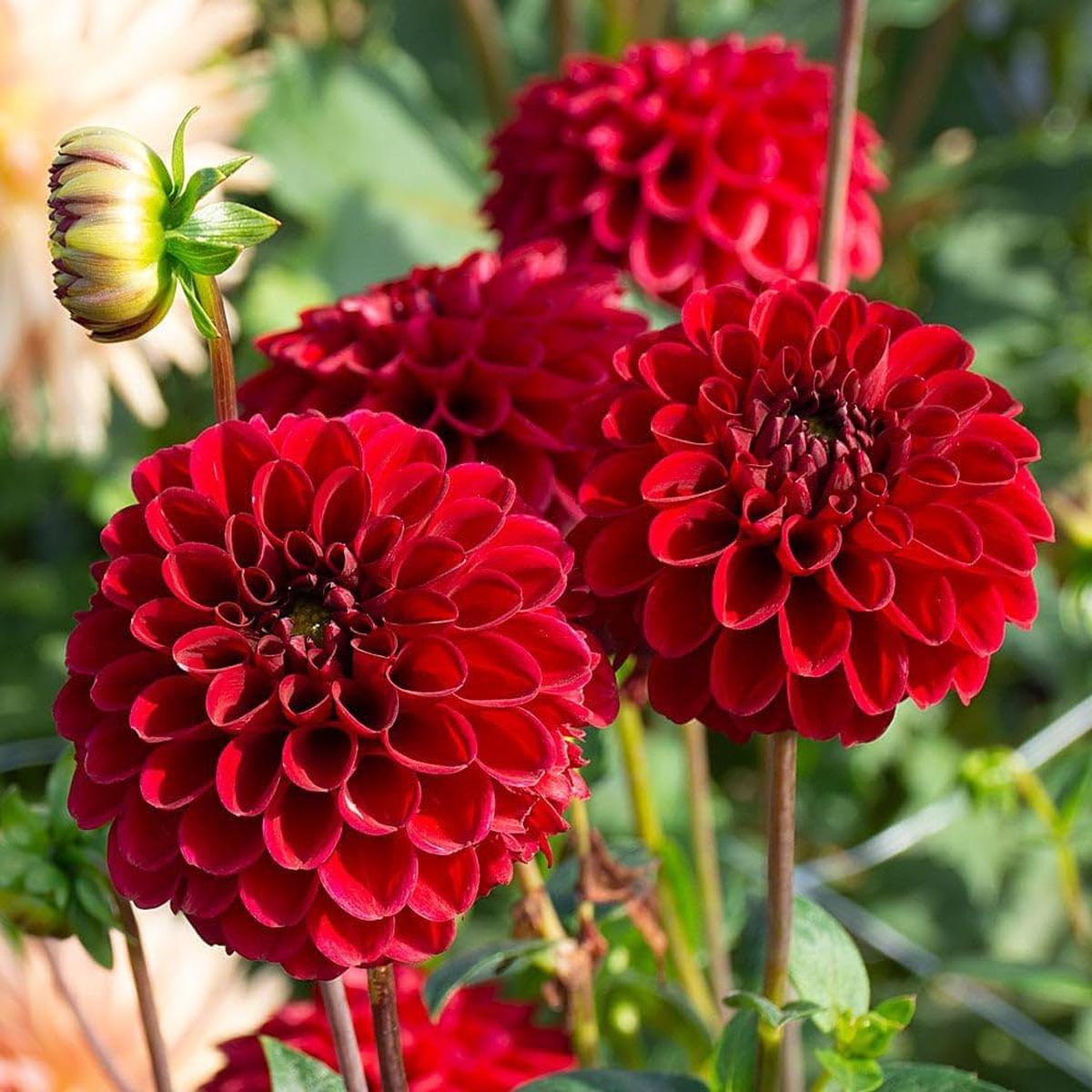 Dahlia Mignon Red Flower Seeds (+ )