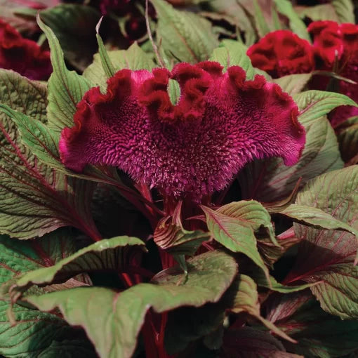 Dracula Celosia Seeds | Deep Burgundy-Black Celosia Plumes  Heirloom, Non-GMO, High Germination Organic Garden Seeds