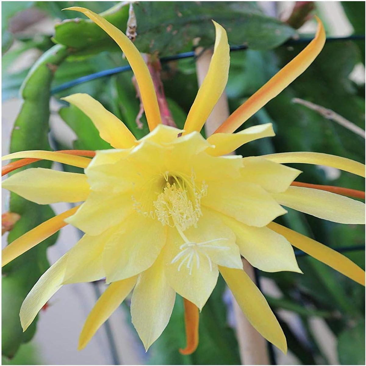 Epiphyllum Orchid Flower seeds for Planting – Pollinator Friendly, Heirloom & GMO Free Seeds for Home Garden