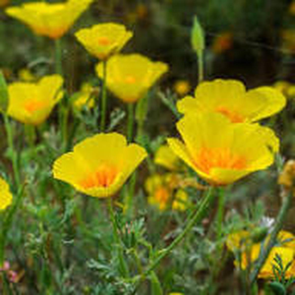 Eschscholzia Flower Seeds for Planting – Hardy Variety, Heirloom & Non-GMO Seeds for Home Garden