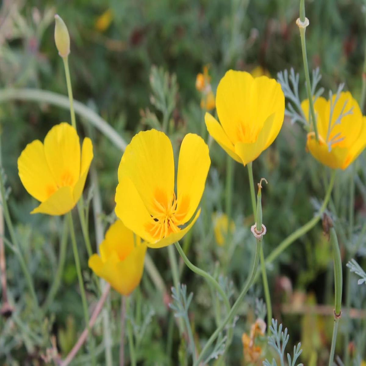 Eschscholzia Flower Seeds for Planting – NON GMO Seeds
