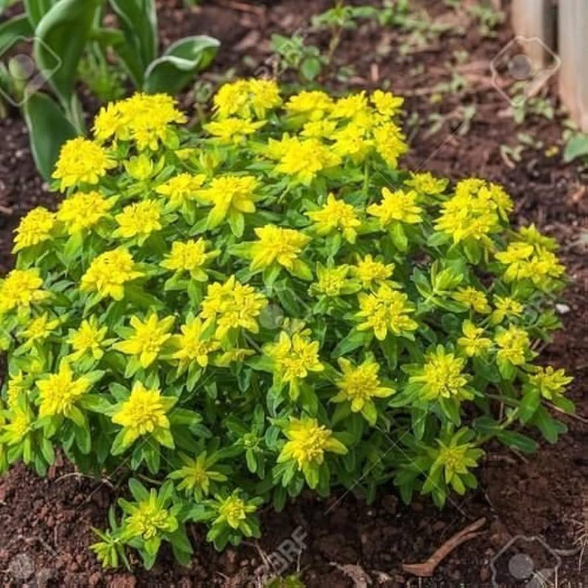 Euphorbia Polychroma Euphorbia polychroma Flower Seeds for Planting in Flower Bed