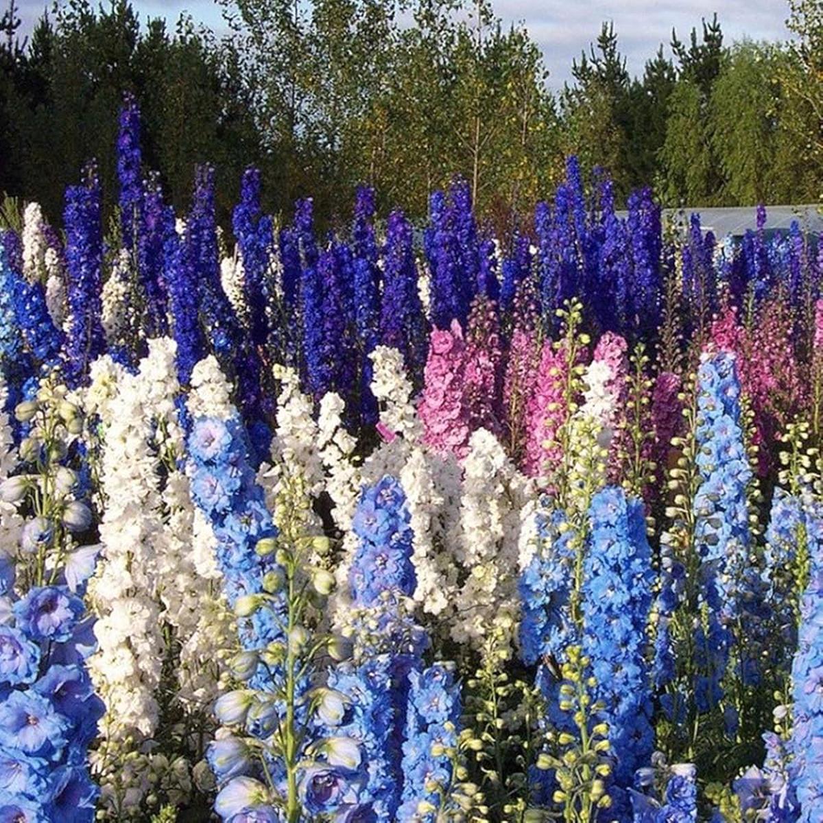 Forking Larkspur King Salmon Seeds for Beautiful, Tall Flowers in Your Garden