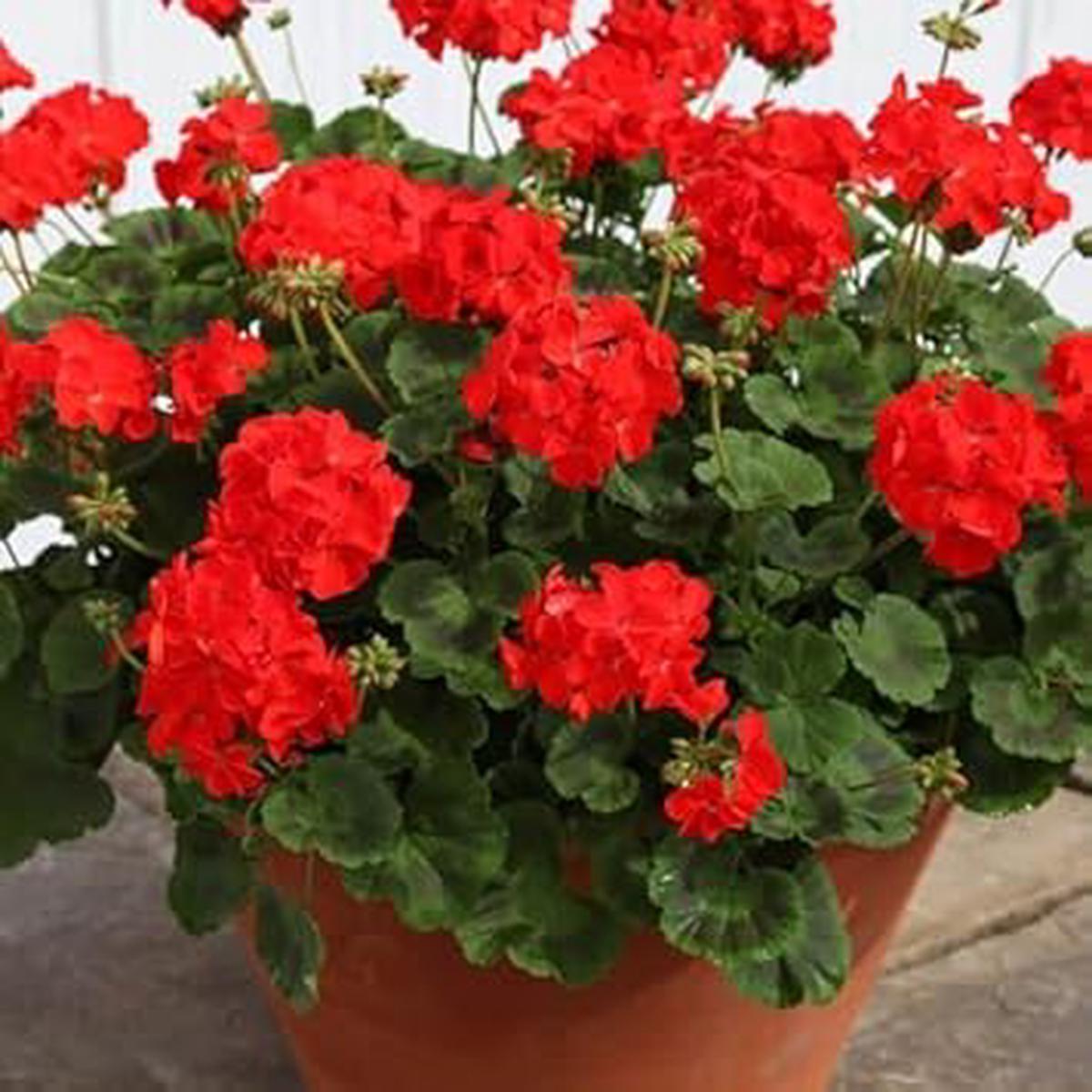 Fresh Red Geranium Heirloom Non-GMO Seeds for Planting  High Germination Organic Garden Seeds for Vibrant Blooms
