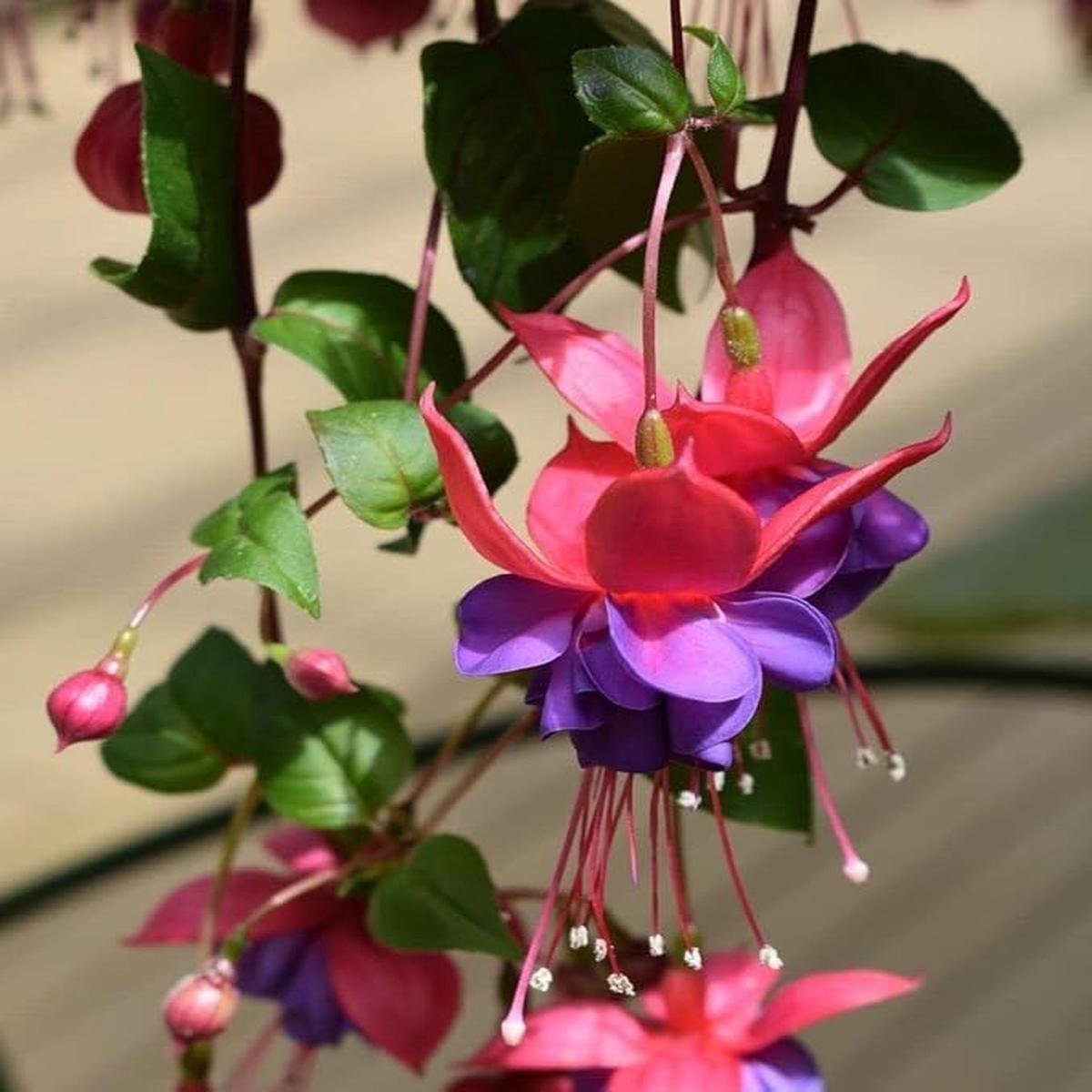 Fuchsia Fuchsia Hybrida Flower Seeds for Planting  Colorful Blooms for Hanging Baskets and Garden Pots