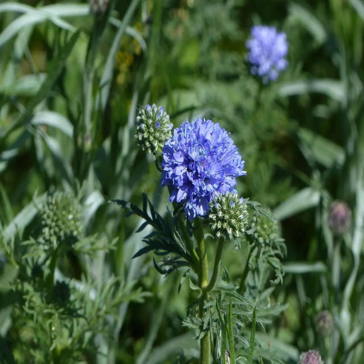 Globe Gilia Flower seeds for Planting Hardy Variety Heirloom & GMO Free Seeds for Home Garden