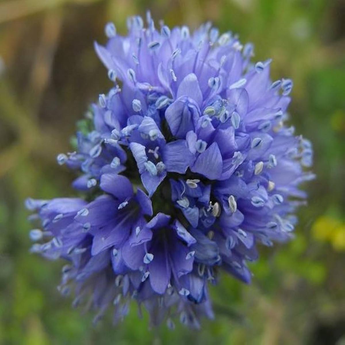 Globe Gilia Gilia capitata Seeds for Planting home garden flower bed
