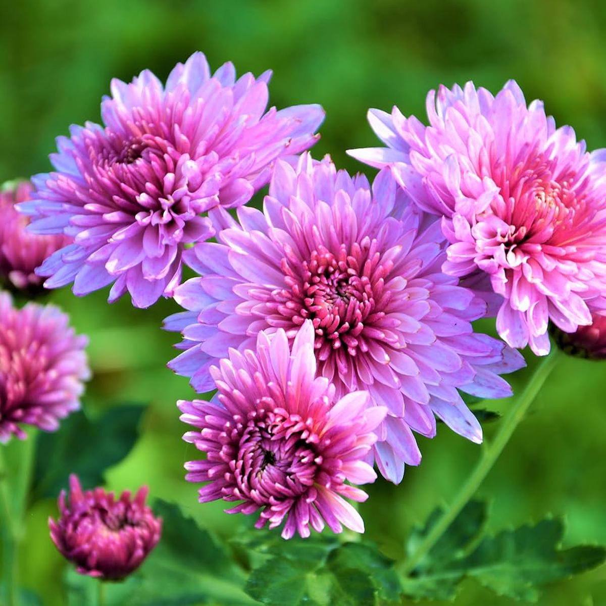 Green Blue Purple Chrysanthemum Seeds for Planting  Perennial Flowers