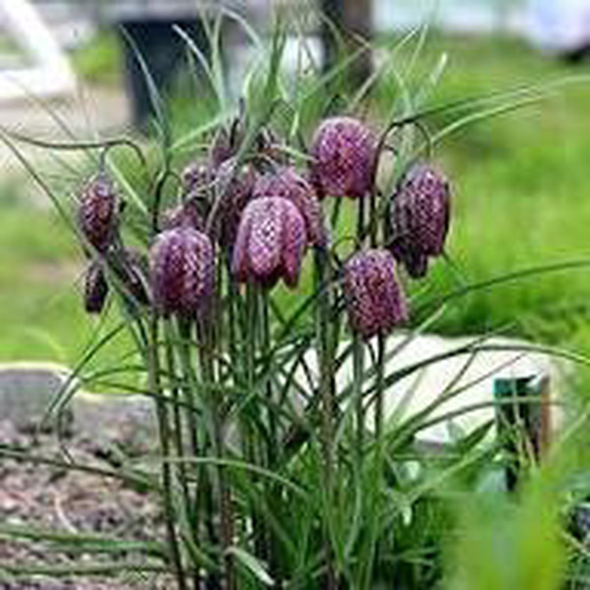 Green Fritillaria Flower Seeds for Planting  Heirloom, Non-GMO, Premium Quality Organic Garden Seeds