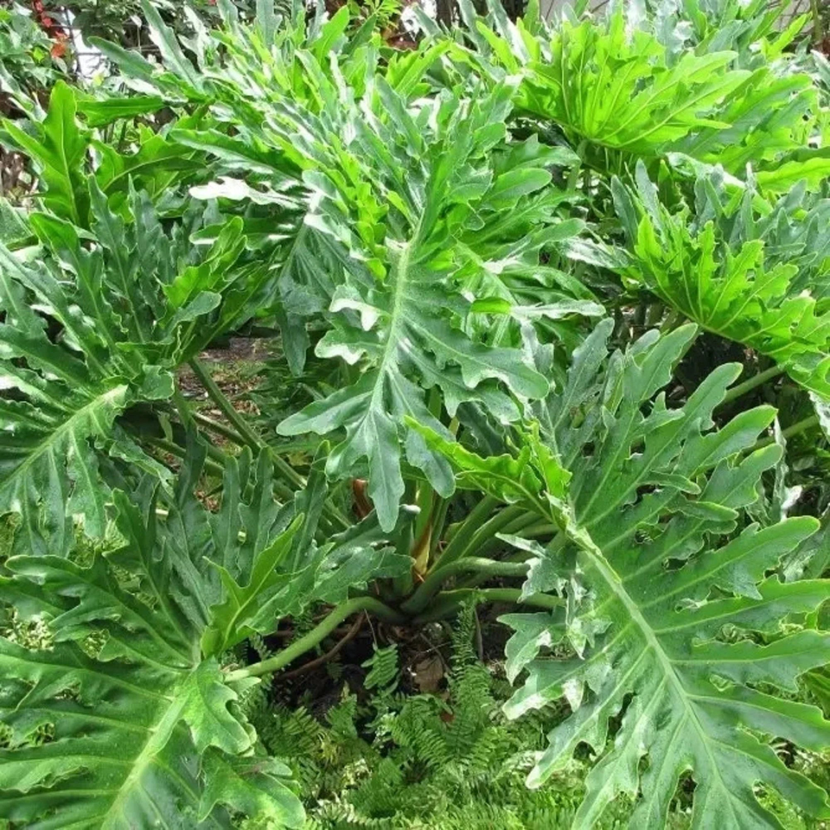Green Philodendron Selloum Seeds for Planting – Heirloom & Non-GMO Seeds for planting
