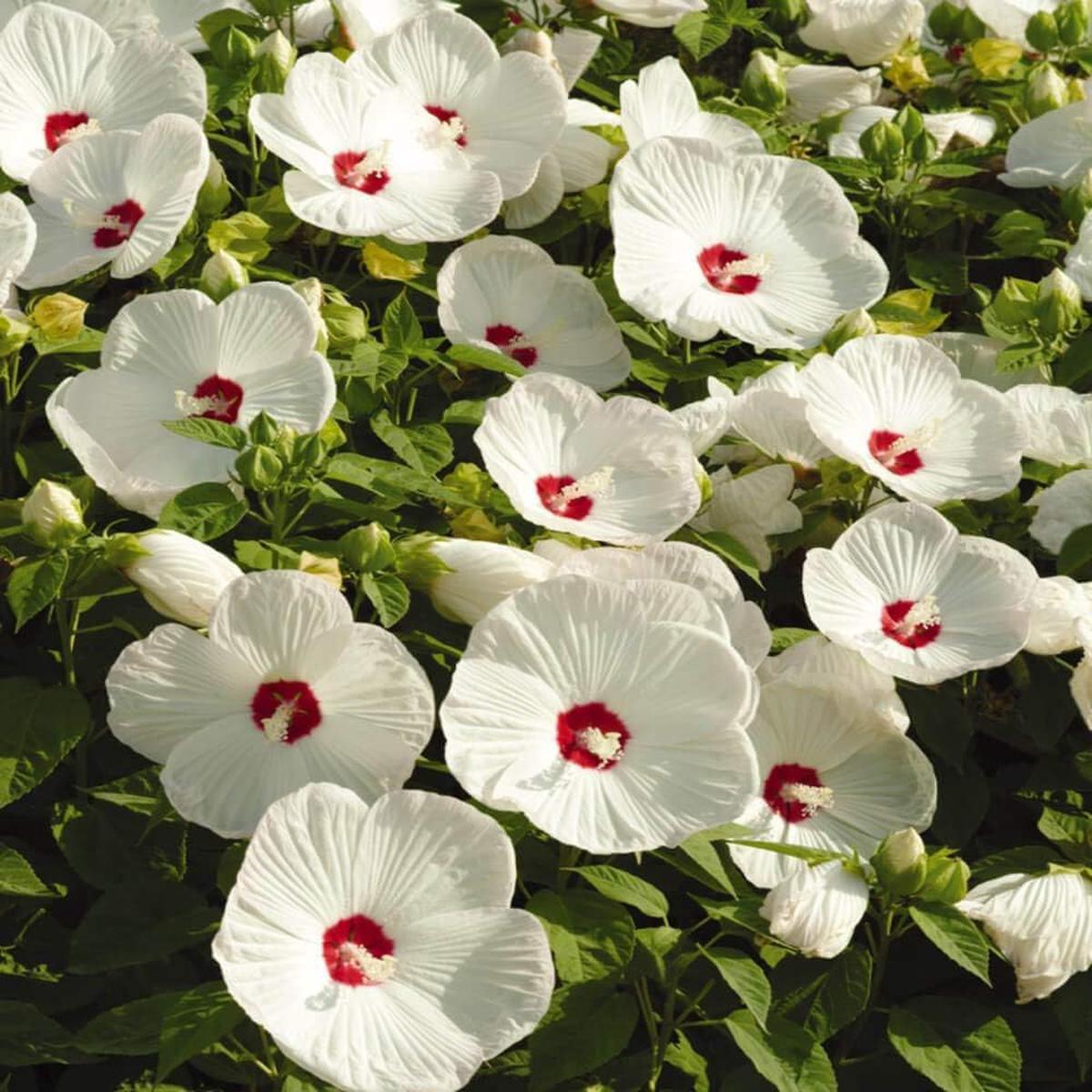 Hardy Luna Rosa Strudel Hibiscus Huge Flower Seeds – Seeds for Giant Hibiscus Plants