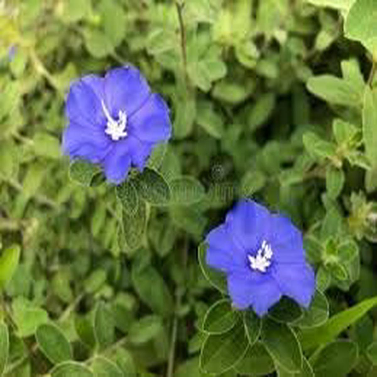 Heirloom Clematis Climbing Flower Seeds  Non-GMO Vining Blooms for Planting Organic Garden