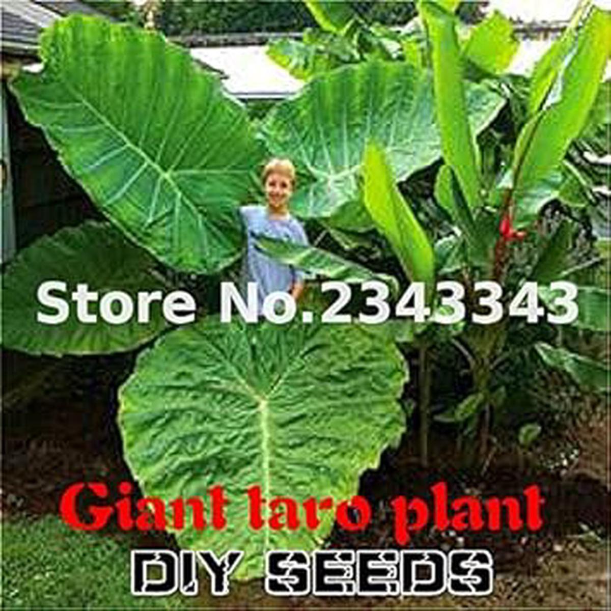 Heirloom Green Alocasia Plant Seeds for Planting  Non-GMO, High Germination Organic Garden Seeds for Decorative Foliage