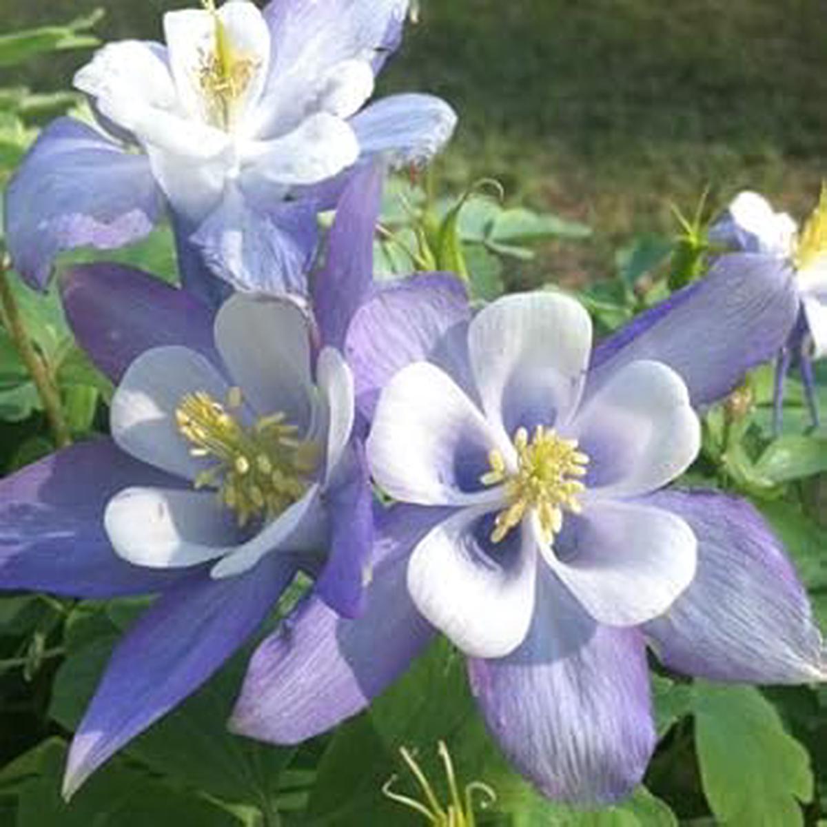 Heirloom Light Blue White Aquilegia Flower Seeds Non-GMO Perennial Organic Garden Seeds for Planting