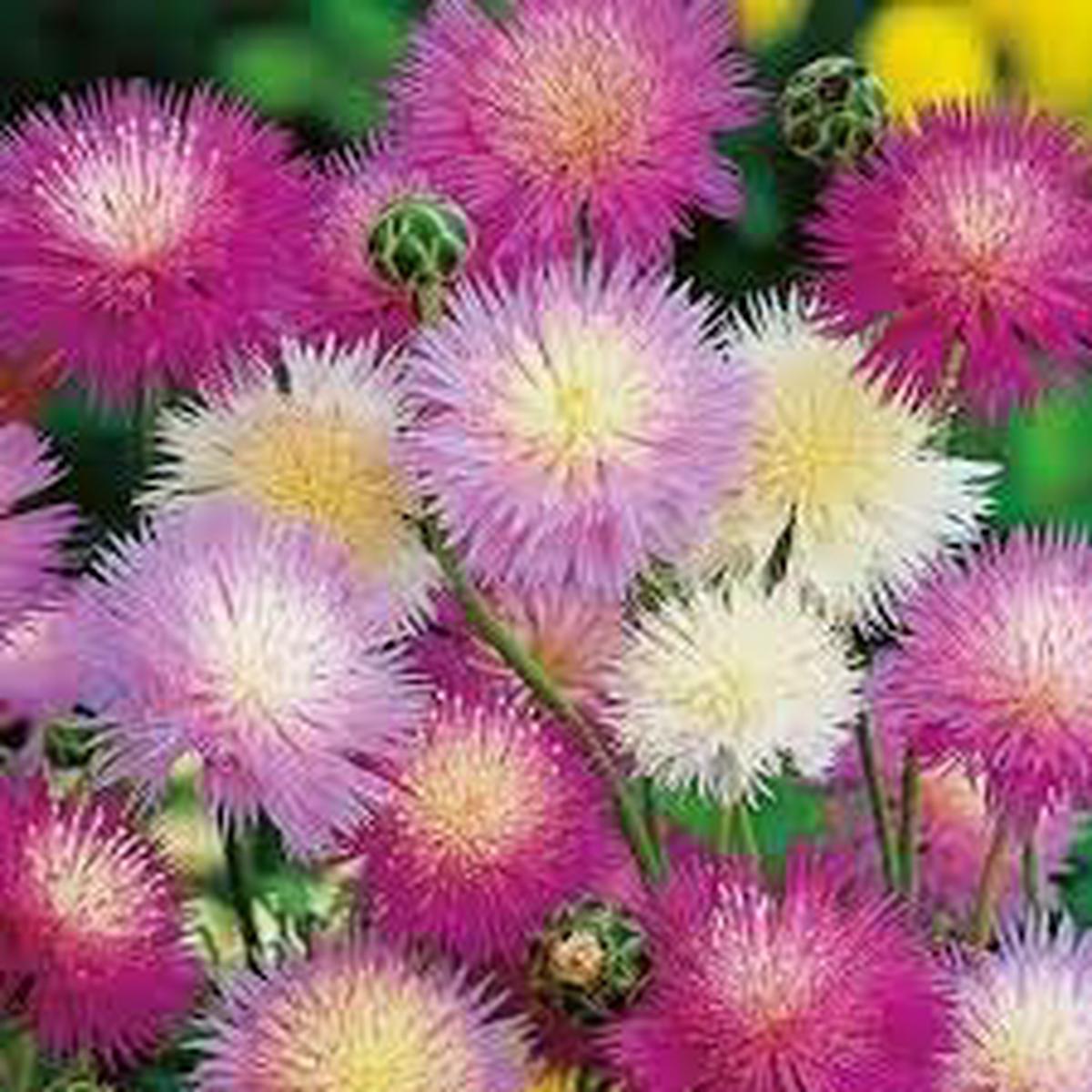 Heirloom Moschata Flower seeds for Planting Premium Quality Heirloom & GMO Free Seeds for Home Garden