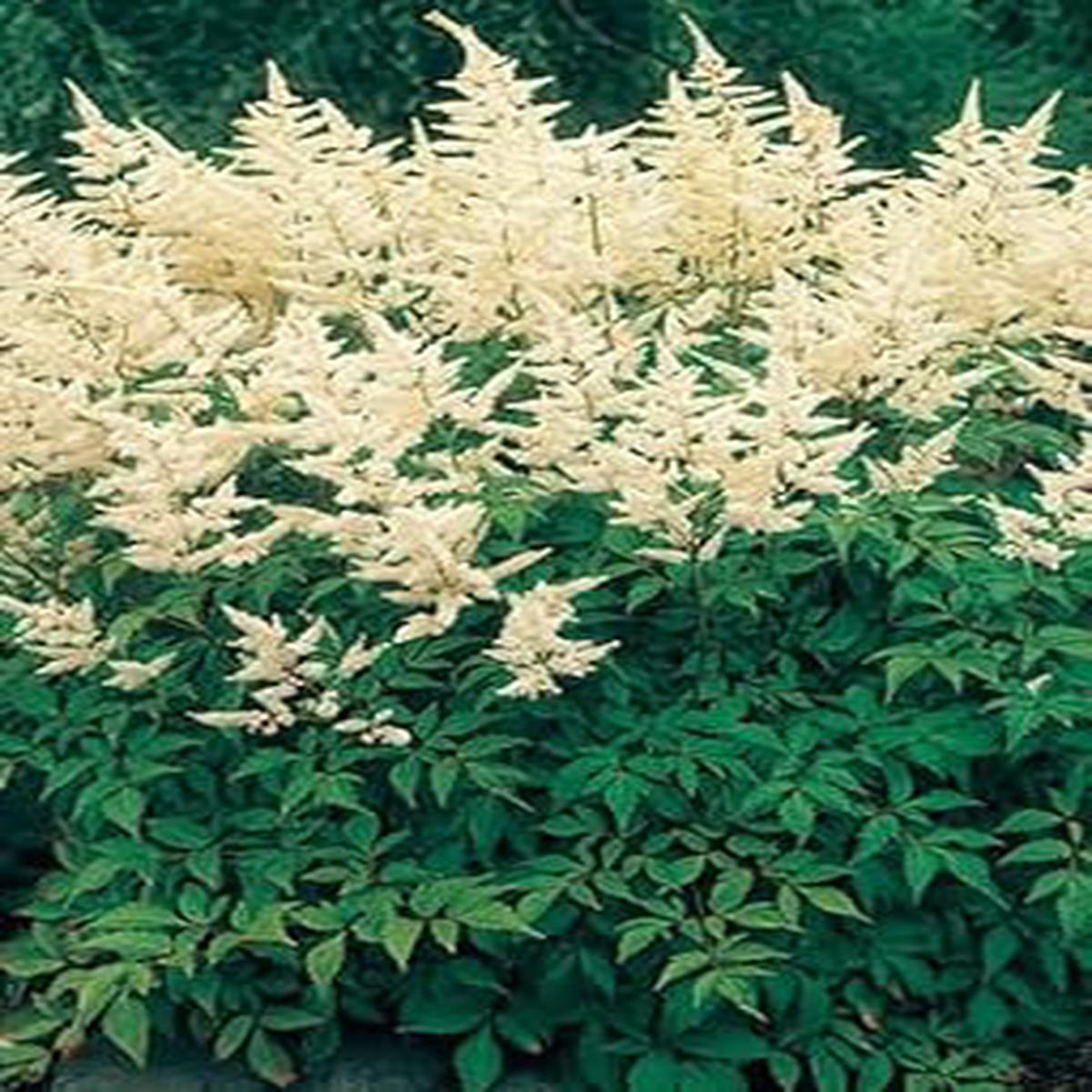Heirloom Non-GMO Cream Astilbe Flower Seeds for Garden Planting  Elegant Blooms