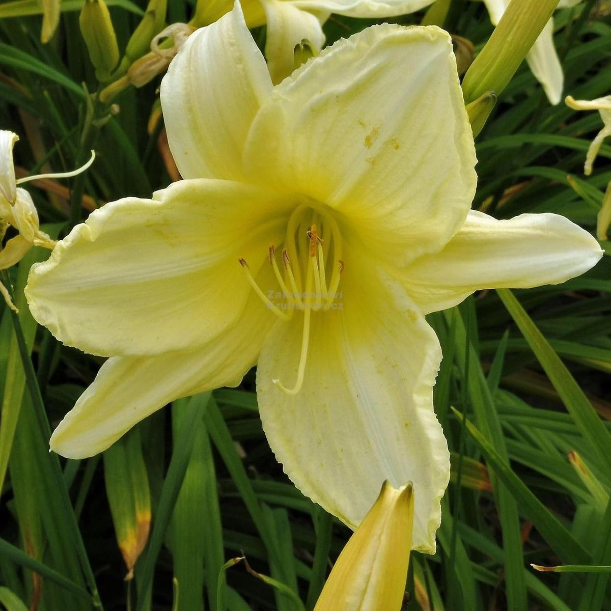 Heirloom Non-GMO Cream Hemerocallis Flower Seeds for Planting Organic Garden Seeds with Elegant Daylily Blooms & High Germination