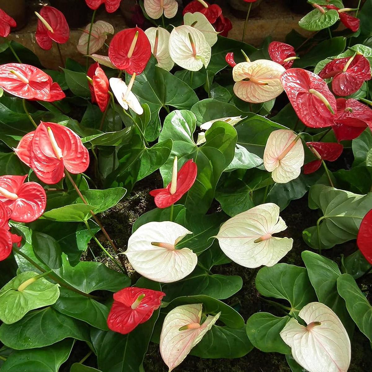 Heirloom Non-GMO Huifang Anthurium Flower Seeds for Planting Exotic Tropical Blooms
