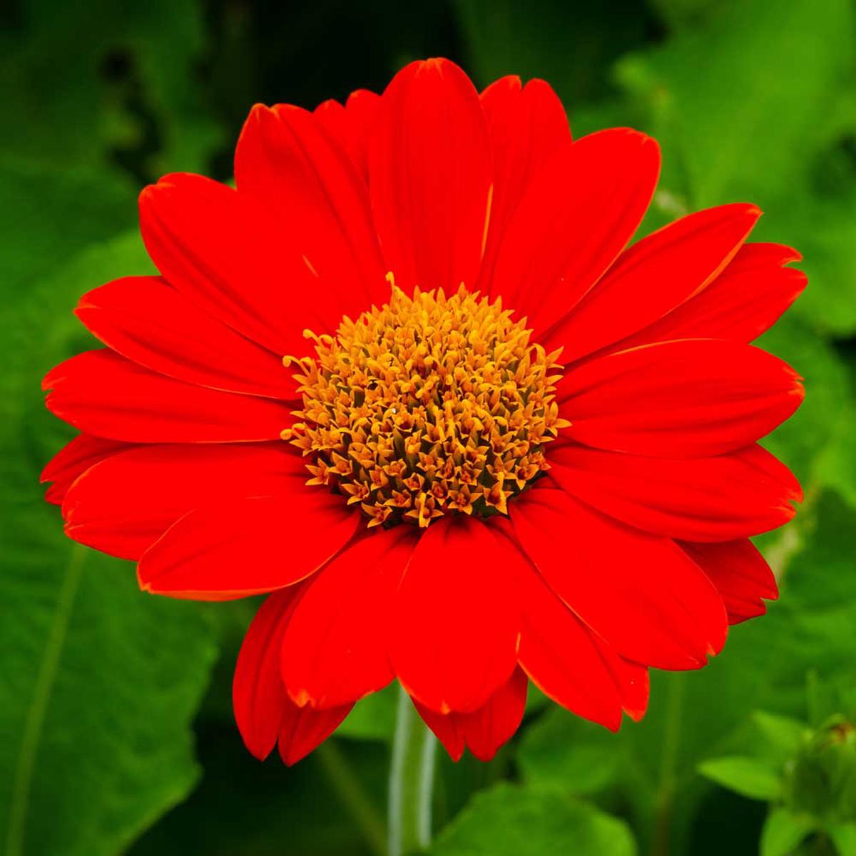 Heirloom Non-GMO Menzies Burnet Flower Seeds for Planting  Hardy Pollinator Blooms