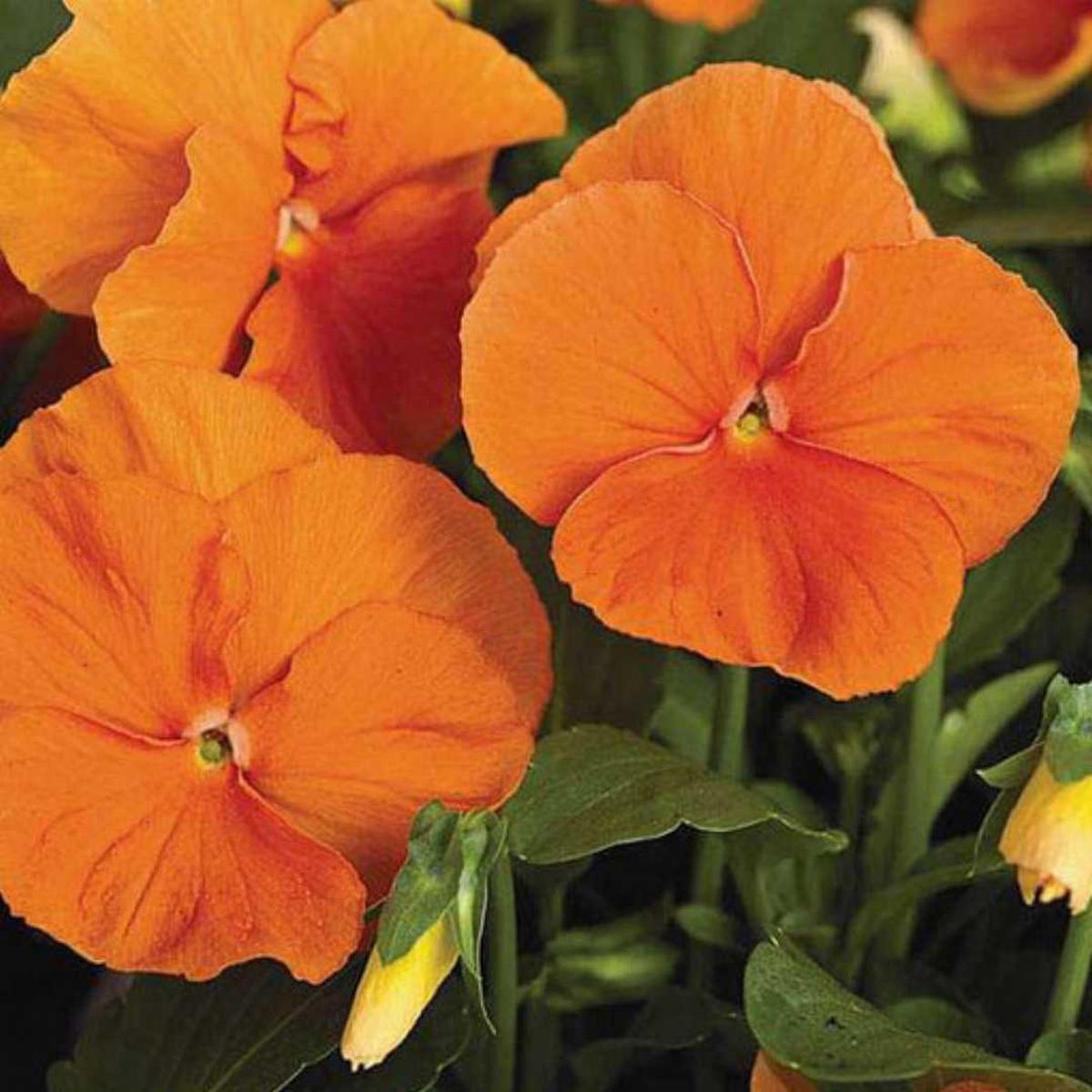 Heirloom Non-GMO Pansy Flower Seeds for Planting  Colorful Cool-Season Garden Blooms