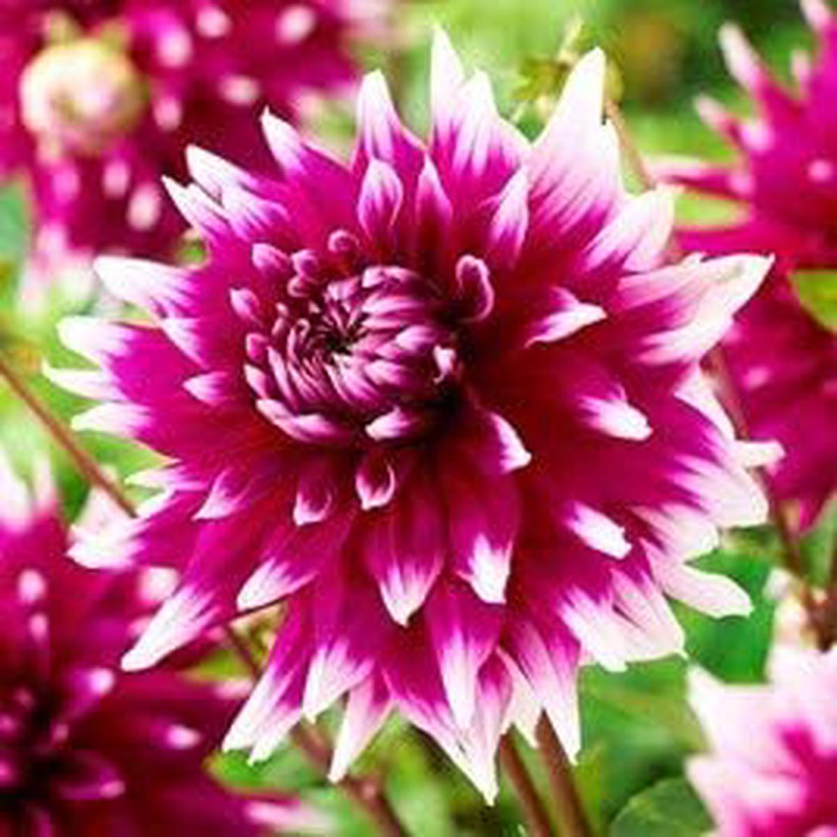 Heirloom Non-GMO White Pink Dahlia Flower Seeds for Planting High Germination Organic Garden Seeds