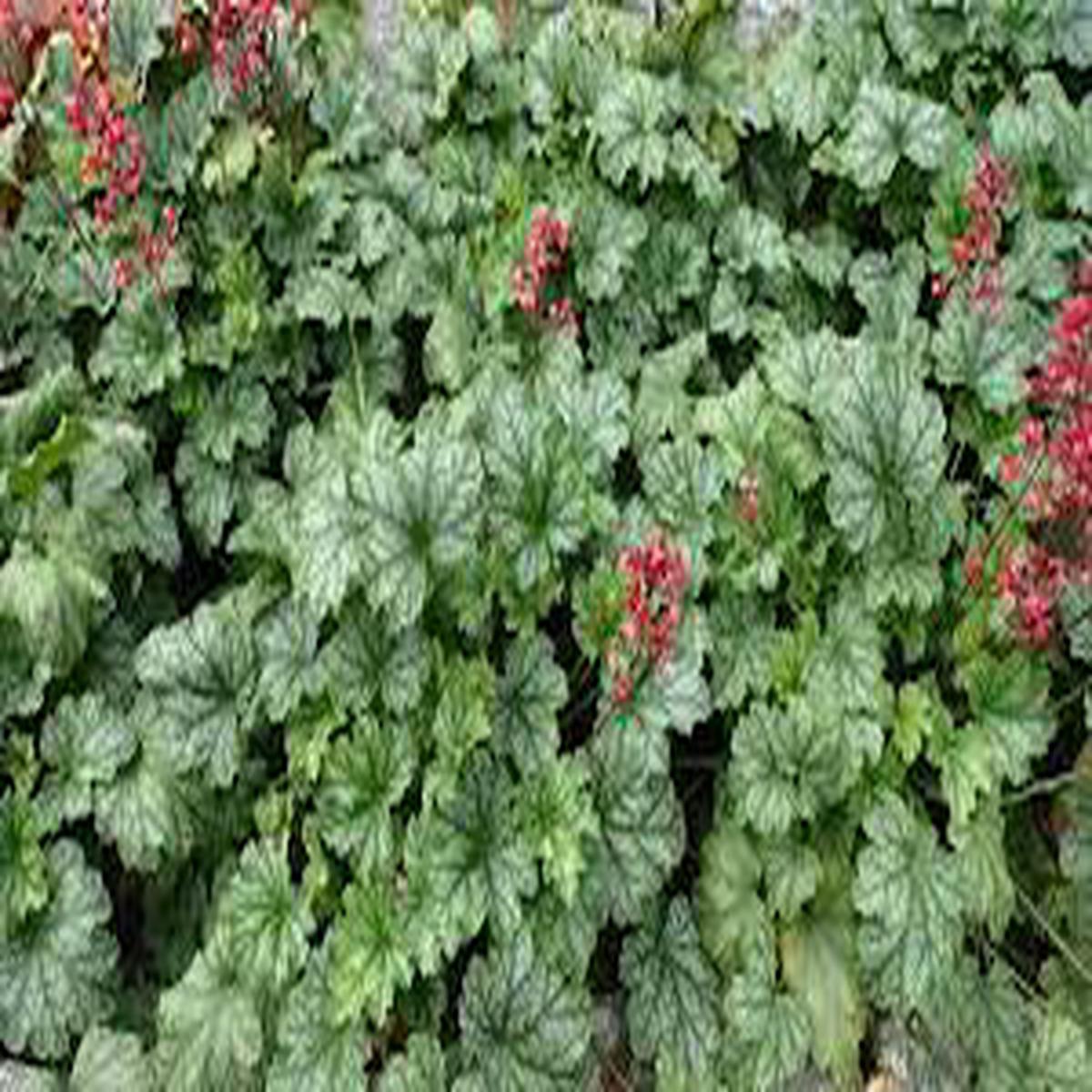 Heuchera Versatile Foliage Superstars Flower seeds for Planting Drought Tolerant Heirloom & GMO Free Seeds for Home Garden