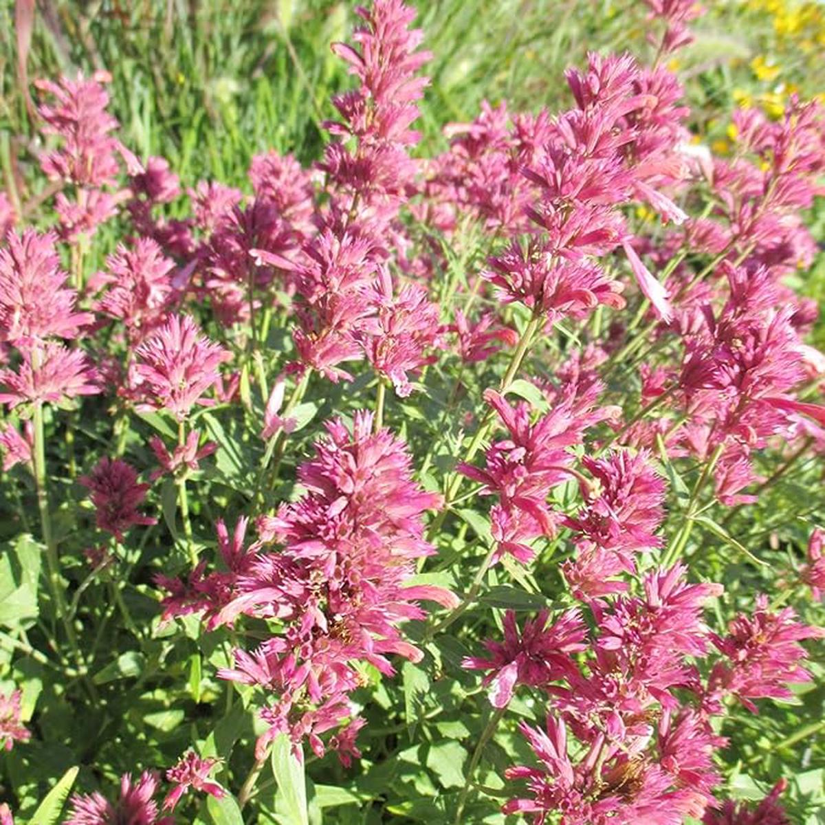 Hummingbird Mint Seeds Agastache Heather Queen for Pollinator Gardens