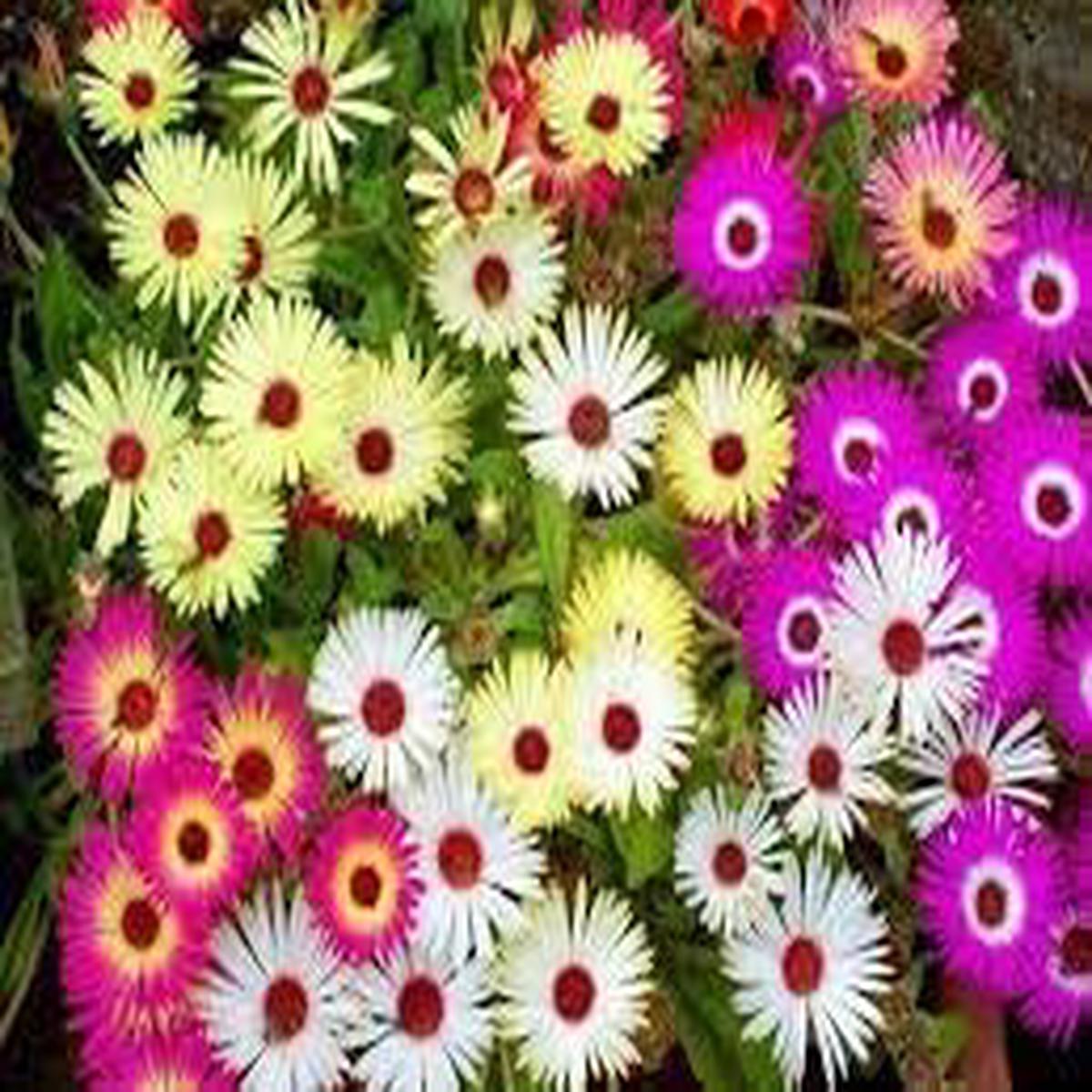 Ice Flower seeds for Planting Wildflower Mix Heirloom & GMO Free Seeds for Home Garden