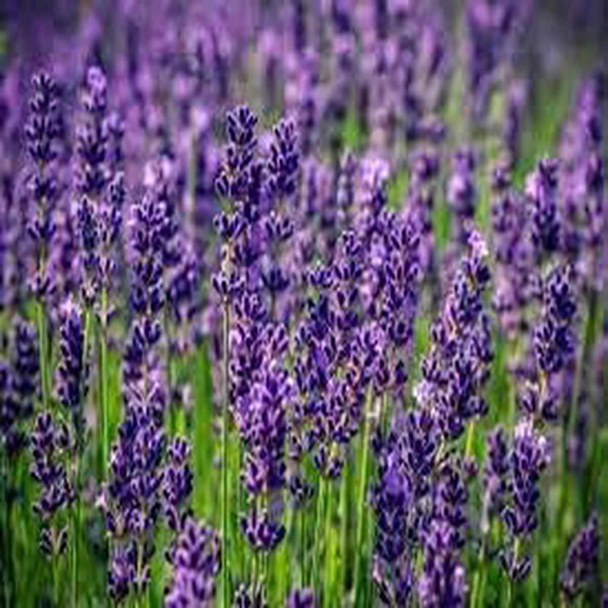 Lavender Labiatae Flower Seeds  Heirloom, Non-GMO, Hardy Variety Organic Garden Seeds for Planting