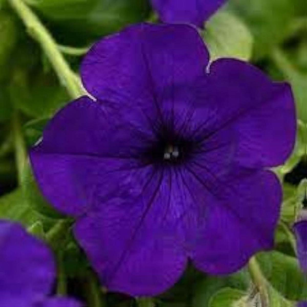 Lavender Wave Petunia Petunia hybrid Flowering Seeds For Planting