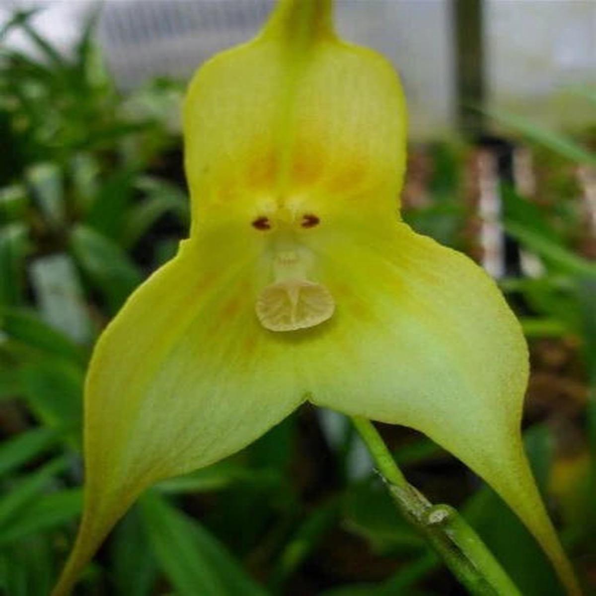 Light Green Monkey Face Orchid Seeds for Planting – Heirloom Seeds for Home Garden, GMO Free