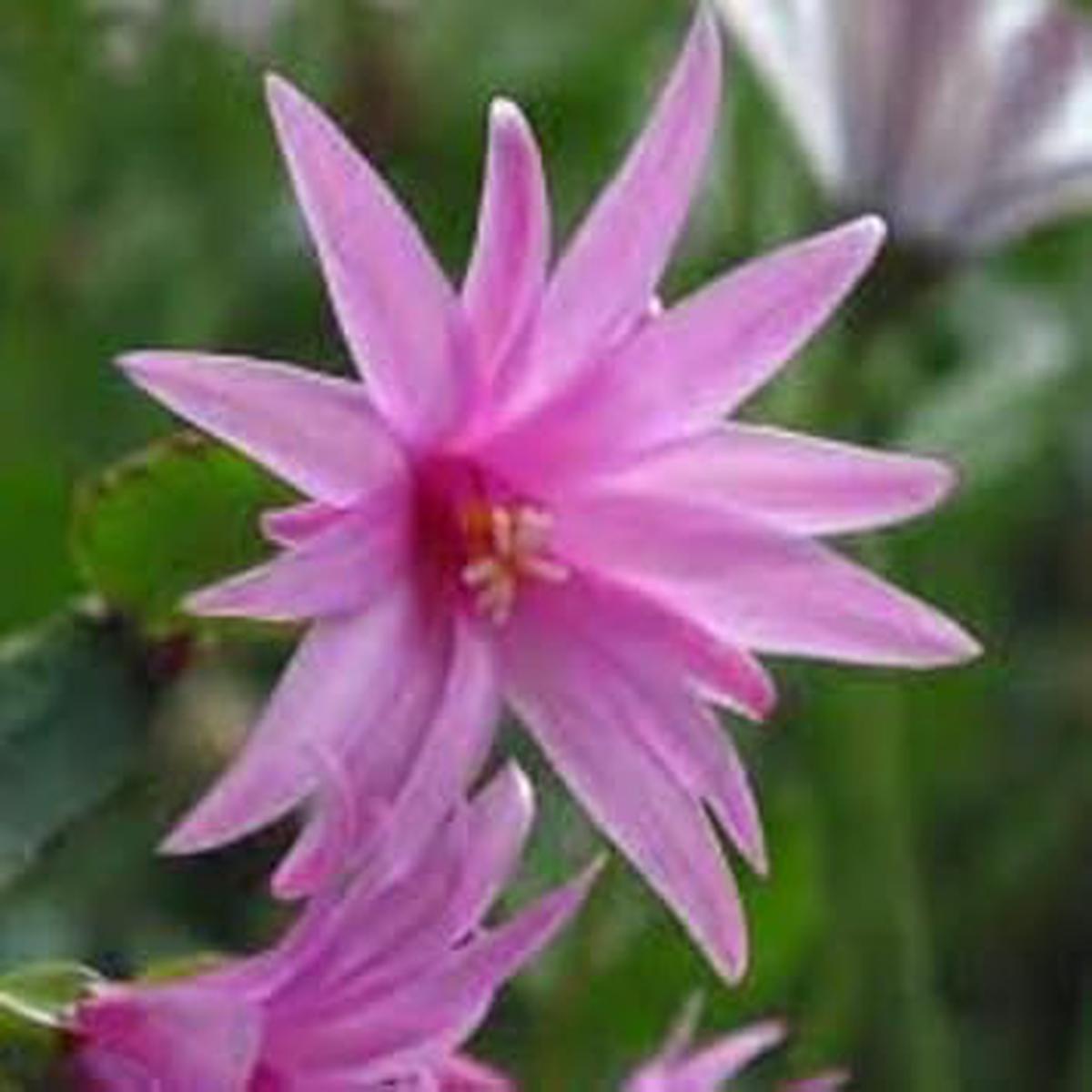 Light Pink Zygocactus Truncatus Flower Seeds for Planting – Non-GMO, Heirloom Garden Seeds