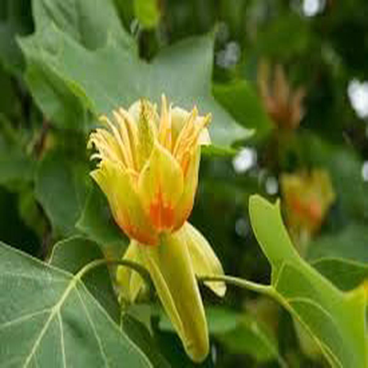 Liriodendron Flower seeds for Planting – Drought Tolerant, Heirloom & GMO Free Seeds for Home Garden