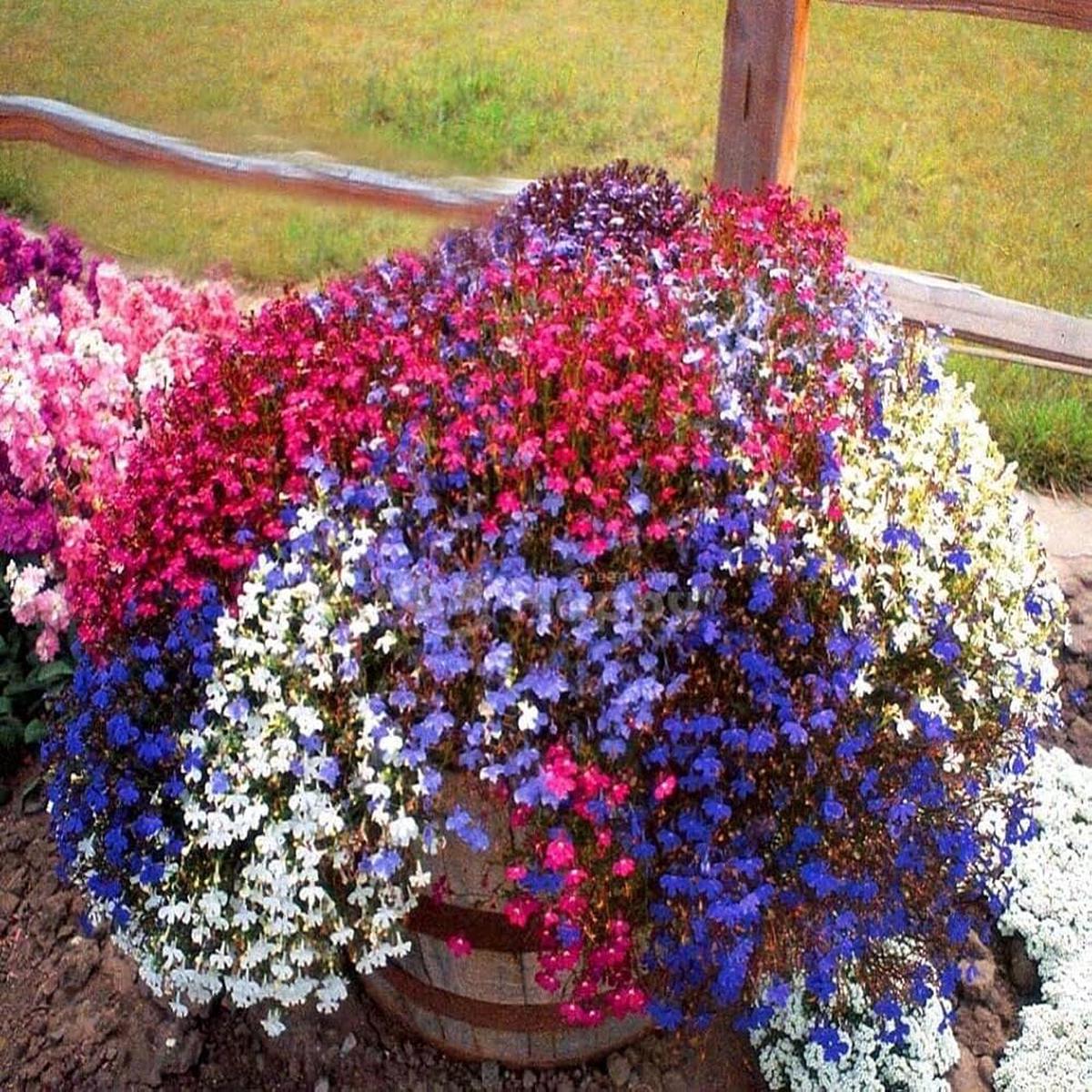 Lobelia Flower Seeds  Cascading Blooms for Hanging Baskets & Borders
