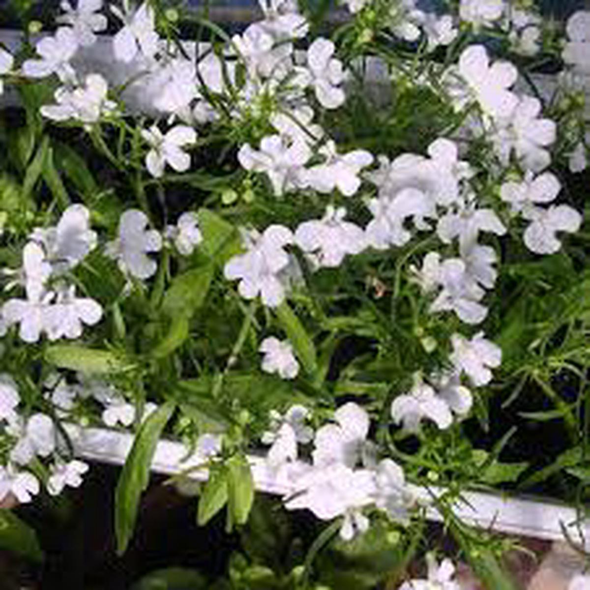 Lobelia Pendula White Lady Cascade Flower Seeds for Planting – N0N GMO Seeds